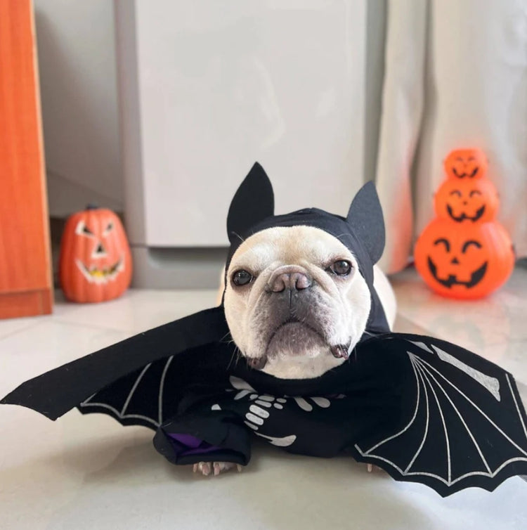 🦇 Dog Bat Costume – Spooktacular Style for Your Pup!