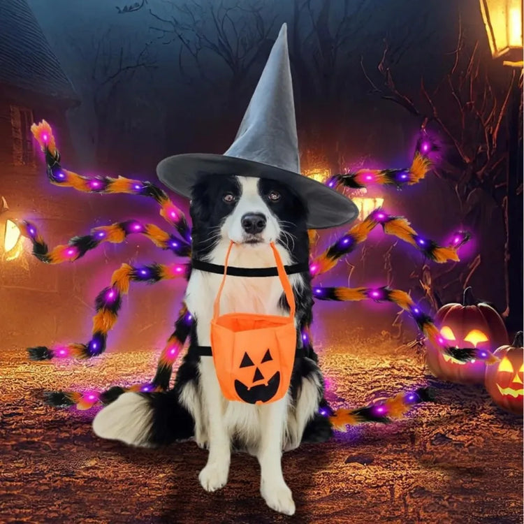 Doggies Merch®  🕷️ Spooky Spider Dog Costume