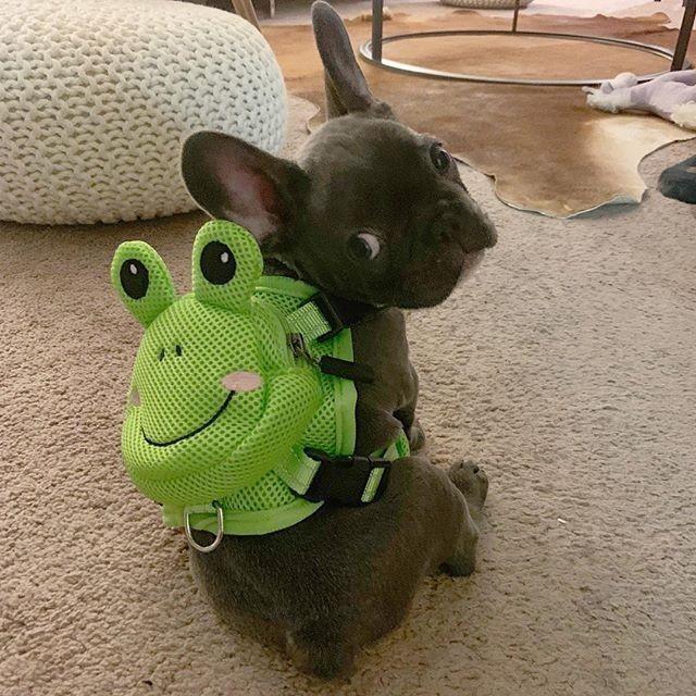 Doggies Merch® Froggy Dog Backpack Harness Set